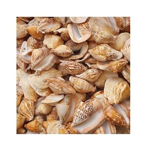 Decorative Seashell Snail Shells Geomancy Sea Shell for You Home Party /Large Seashell Assorted <strong>Ocean</strong> <strong>Bulk</strong> Mix