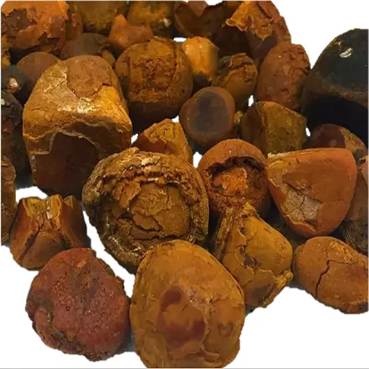 Safra kesesi ve satılık sığır Gallstones