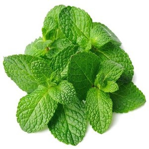 High Quality Dried Mint Leaves/Fresh Mint Leaves or Peppermint/100% Organic Mint Leaves in VietNam (Lee Tran: +84 987731263)