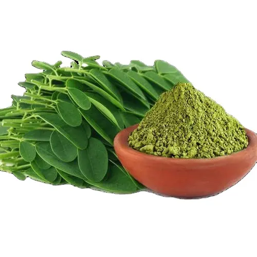 Poudre Moringa du Vietnam, pour base d'herbes et de thé/feuilles séchées de Moringa de haute qualité