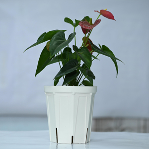 日本苗圃塑料花盆种植健康幼苗