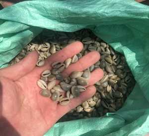 Conchiglia conchiglia conchiglia all'ingrosso Cowrie - Product Image 5