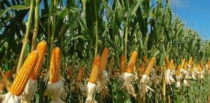 Yellow Corn &amp; White Corn/Maize for <strong>Human</strong> &amp; Animal Food
