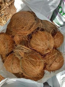 Органический свежий зрелый кокос самая конкурентоспособная цена для экспорта во Вьетнаме - Product Image 6