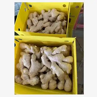 dried red ginger (50g~200g up)