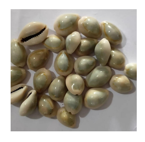 Ucuz fiyat doğal COWRIE COWRY kabuk - Product Image 4