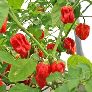Wholesale Best Priced Fresh <strong>Habanero</strong> Pepper