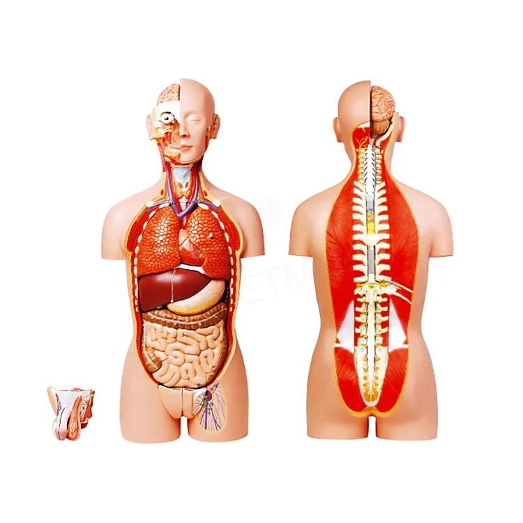Medical science plastic dual sex anatomy 85cm height 32 parts anatomical medical male human torso model