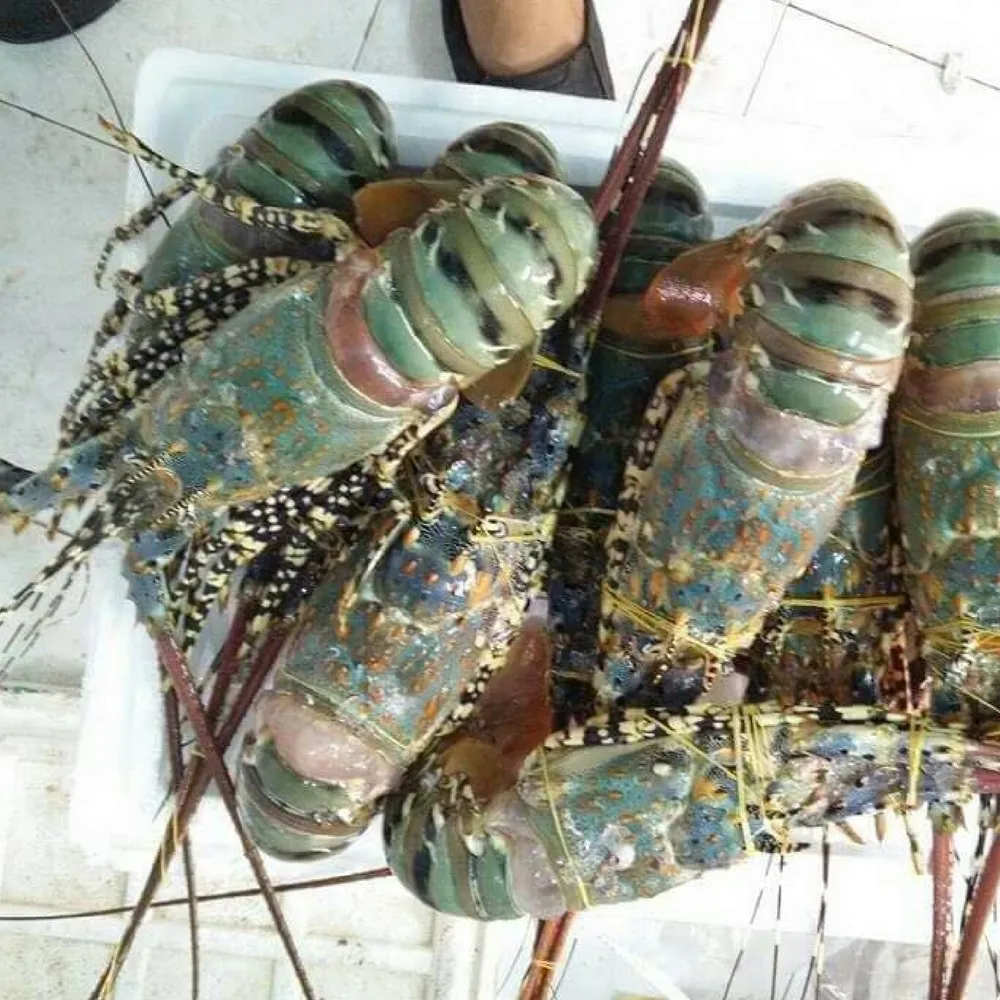 Novità catch Live Lobsters/Fresh Chilled Lobster/Frozen Lobsters in vendita