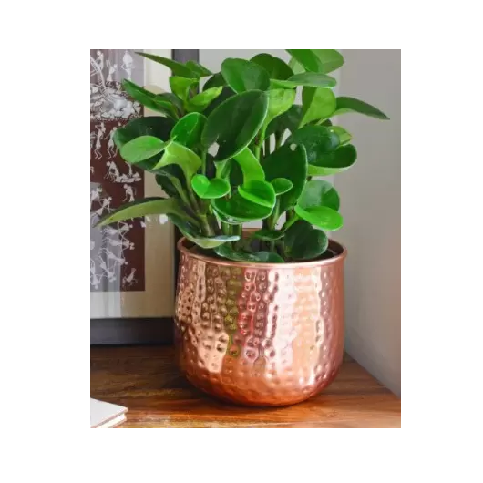 เป็นภาพ