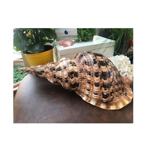CONCH <strong>SHELL</strong> ROSE MUREX <strong>SHELL</strong> and RAMOSUS MURES BABY <strong>SHELL</strong> FROM VIET NAM 99 Gold Data - Product Image 2