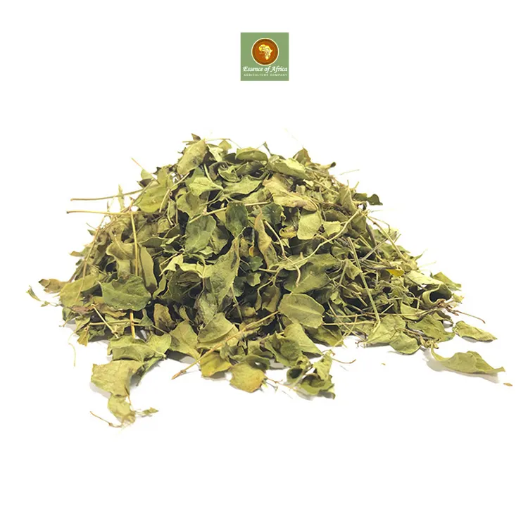 Orgânico seca moringa folhas chá herbal não gmo glúnio caffeina livre vegan rico em antioxidantes do fornecedor confiável