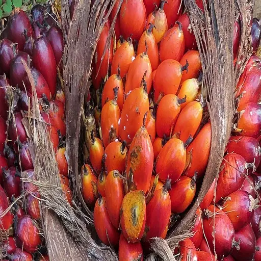 100% yüksek kaliteli rafine kırmızı palmiye yağı/yağ palmiye fındık