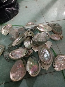 Kesilmiş/kesilmiş ve temiz deniz kabuğu/kesilmiş Cowrie kabuğu ile doğal deniz kabuğu - Product Image 5