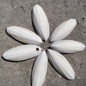 Kesilmiş/kesilmiş ve temiz deniz kabuğu/kesilmiş Cowrie kabuğu ile doğal deniz kabuğu - Product Image 6