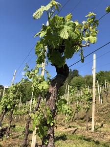 750ミリリットルInzolia DOC Sicilia Giuseppe Verdi Selection White Wine MadeでItaly - Product Image 3