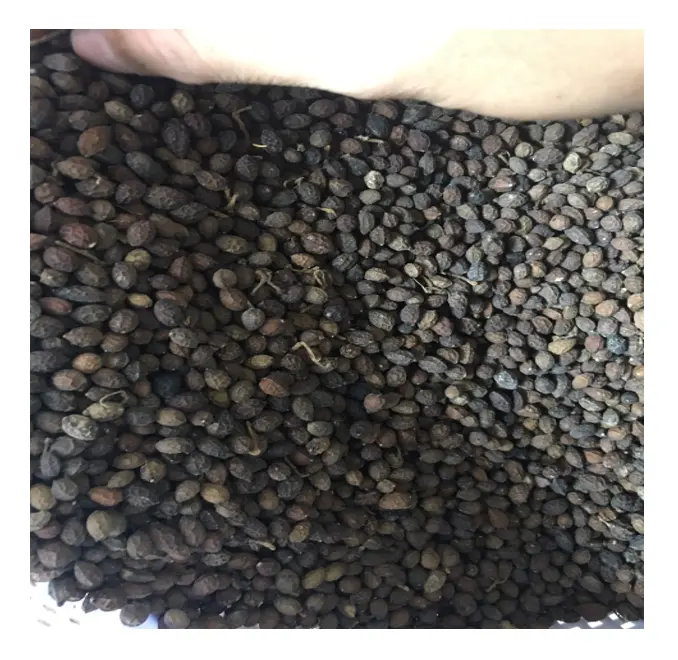 Высушенные семена папайи связаны с рядом потенциальных преимуществ, полученных вьетнамским золотом 99