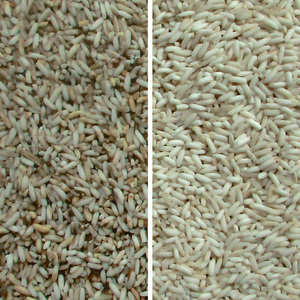 Macchina per smistamento di grano e spezie, - Product Image 6