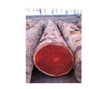 Sawn Teak Azobe günlükleri/kiraz günlükleri satılık düşük maliyetleri. - Product Image 1