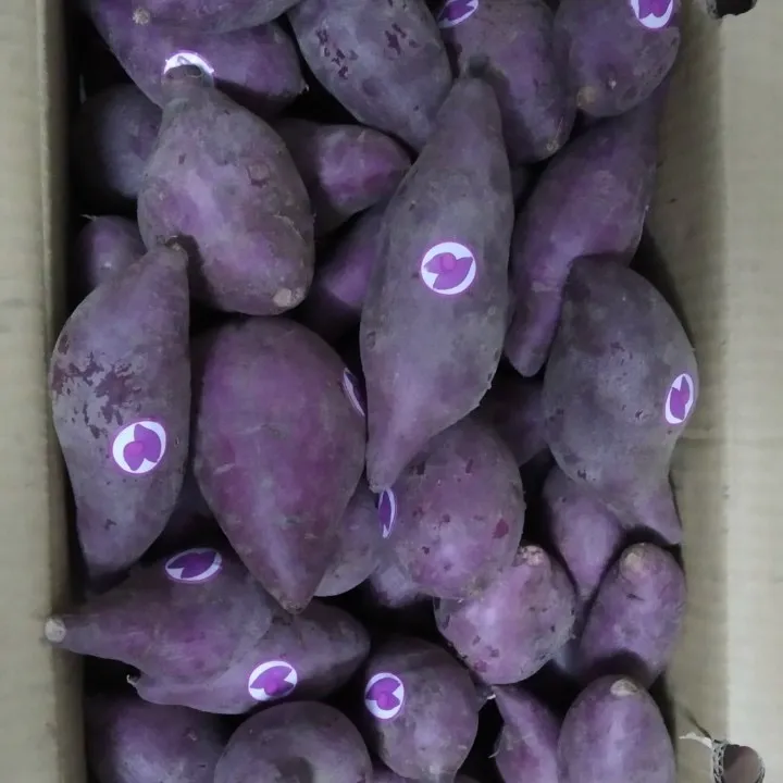 Vietnam Viola Dolce di Patate con Standard di Esportazione/MS LAURA + 84 918 509 071