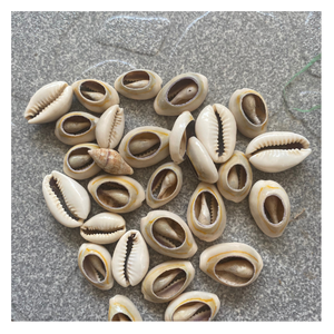 Vietnamca doğal sarı Cowry kabuk birçok boyutları-doğal Cowry Shell ile ihracat için iyi bir fiyat - Product Image 1