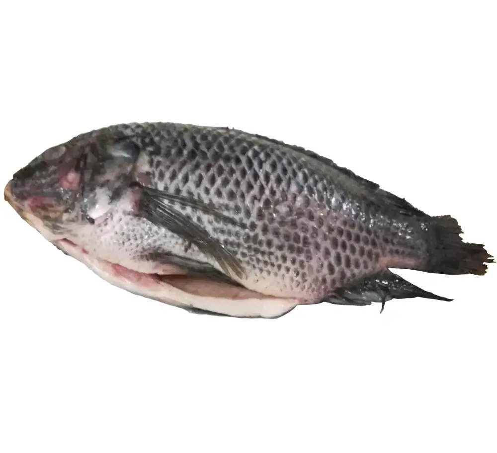 400gr + Up pesce Tilapia fresco/pesce Tilapia congelato dalla norvegia in vendita