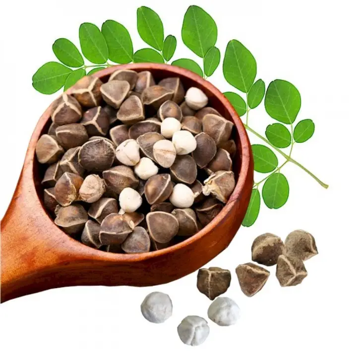 High quality raw Moringa oleifera Lam Moringa seeds