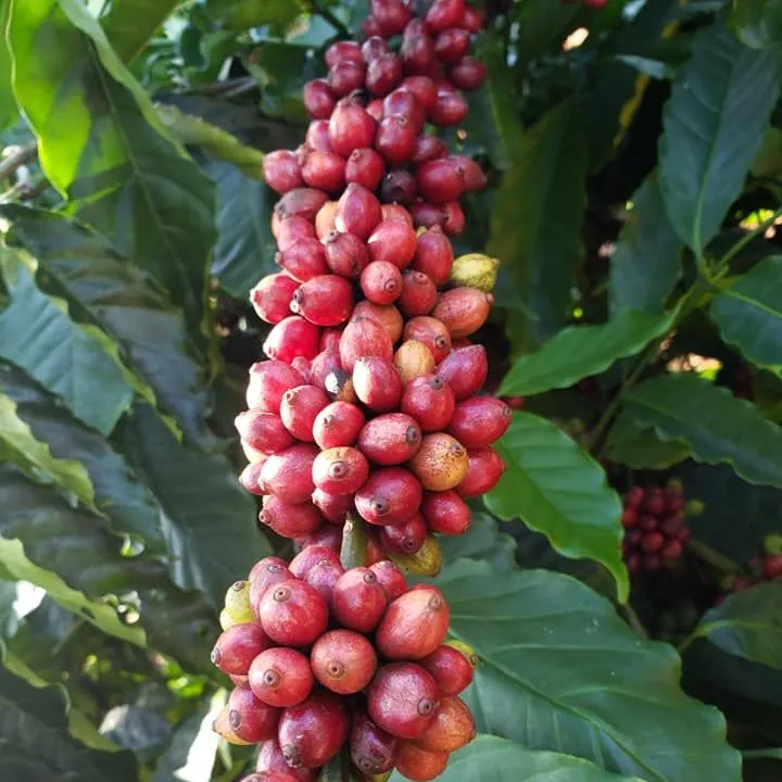 수출 녹색 커피 콩 arabica 및 robusta 커피 콩 한국 시장
