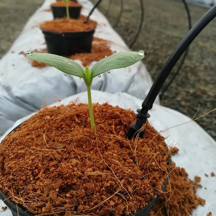 Turba de coco para ahorrar agua y TEMPTURE ORIGIN VIETNAM