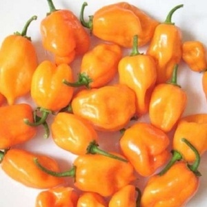 Fresh <strong>Habanero</strong> Pepper