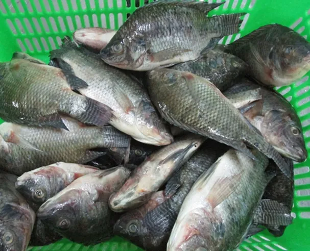 Compre todo o peixe de tilapia preto redonda a preço barato