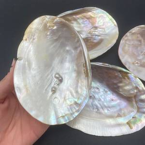 Polished Abalone <strong>Shell</strong> Bulk Price Perlized Seashells Pearl White Abalone <strong>Shells</strong> - Product Image 5