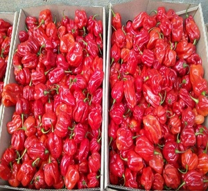 Wholesale Best Priced Fresh <strong>Habanero</strong> Pepper