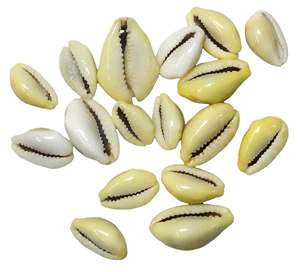 Cowrie kabukları Cowry Cowrie kabuklu deniz kabukları 1 veya 2 delik plaj doğal kabukları el sanatları 2022 - Product Image 1