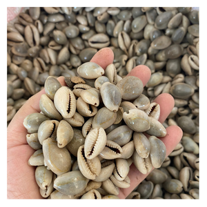 Vietnamca doğal sarı Cowry kabuk birçok boyutları-doğal Cowry Shell ile ihracat için iyi bir fiyat - Product Image 3
