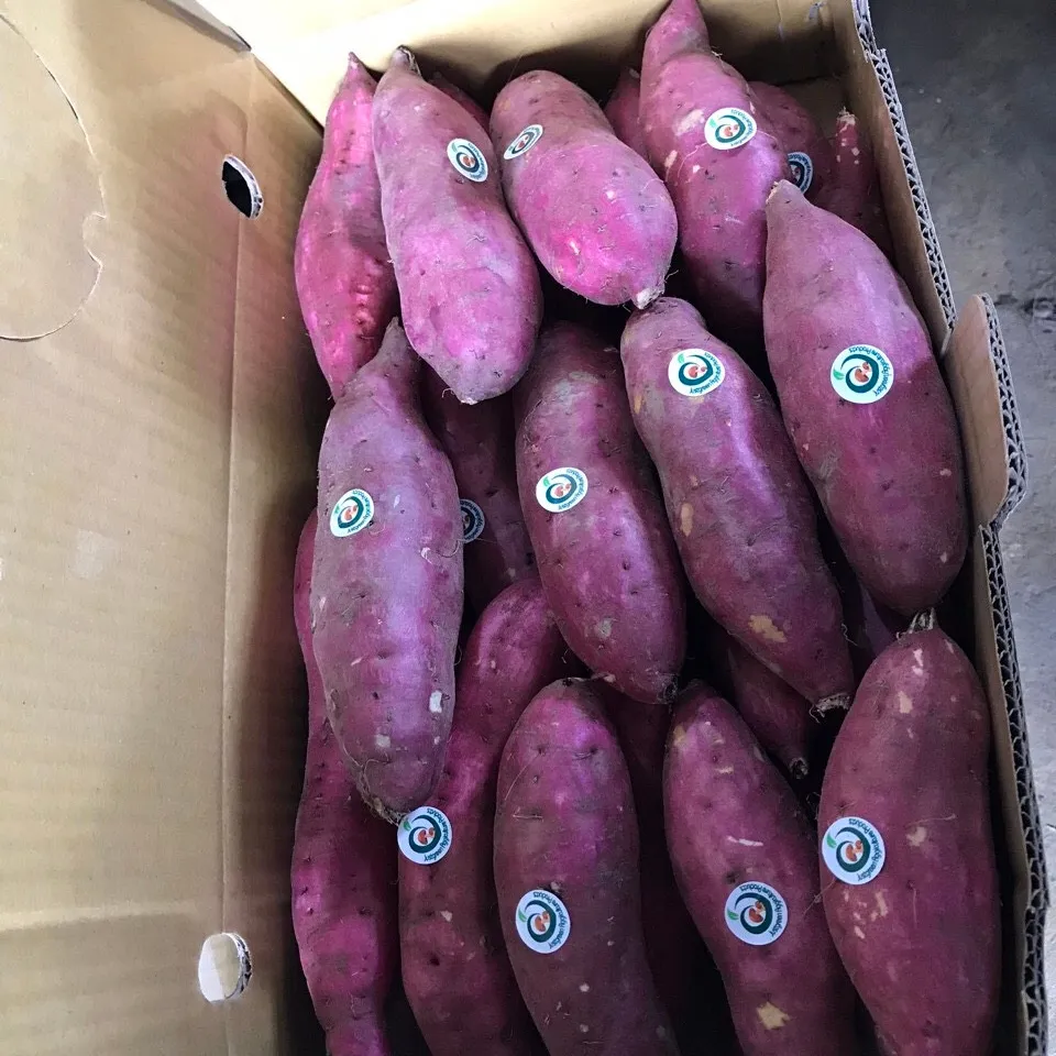 Ferme de patates douces fraîches violettes vietnamien 10 Kg 2 mois 15 Cm 1 20'récipient 0084 989 322 607 jaune, violet