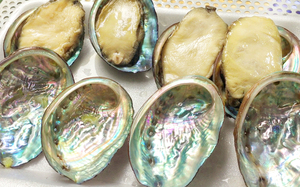 Wholesale Natural Raw Cleared Abalone Seashell Smudging Accent Decoration/New Zealand <strong>Paua</strong> Mother of Pearl Seashell Cheap Price - Product Image 3