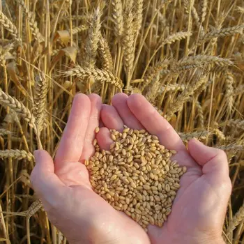 HIGH QUALITY MILLING WHEAT