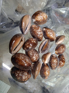 Doğal kaplan cowry kabukları karışık için uygun çeşitli boyutlarda takı tasarımcıları ve deniz kabuğu mağazaları - Product Image 5