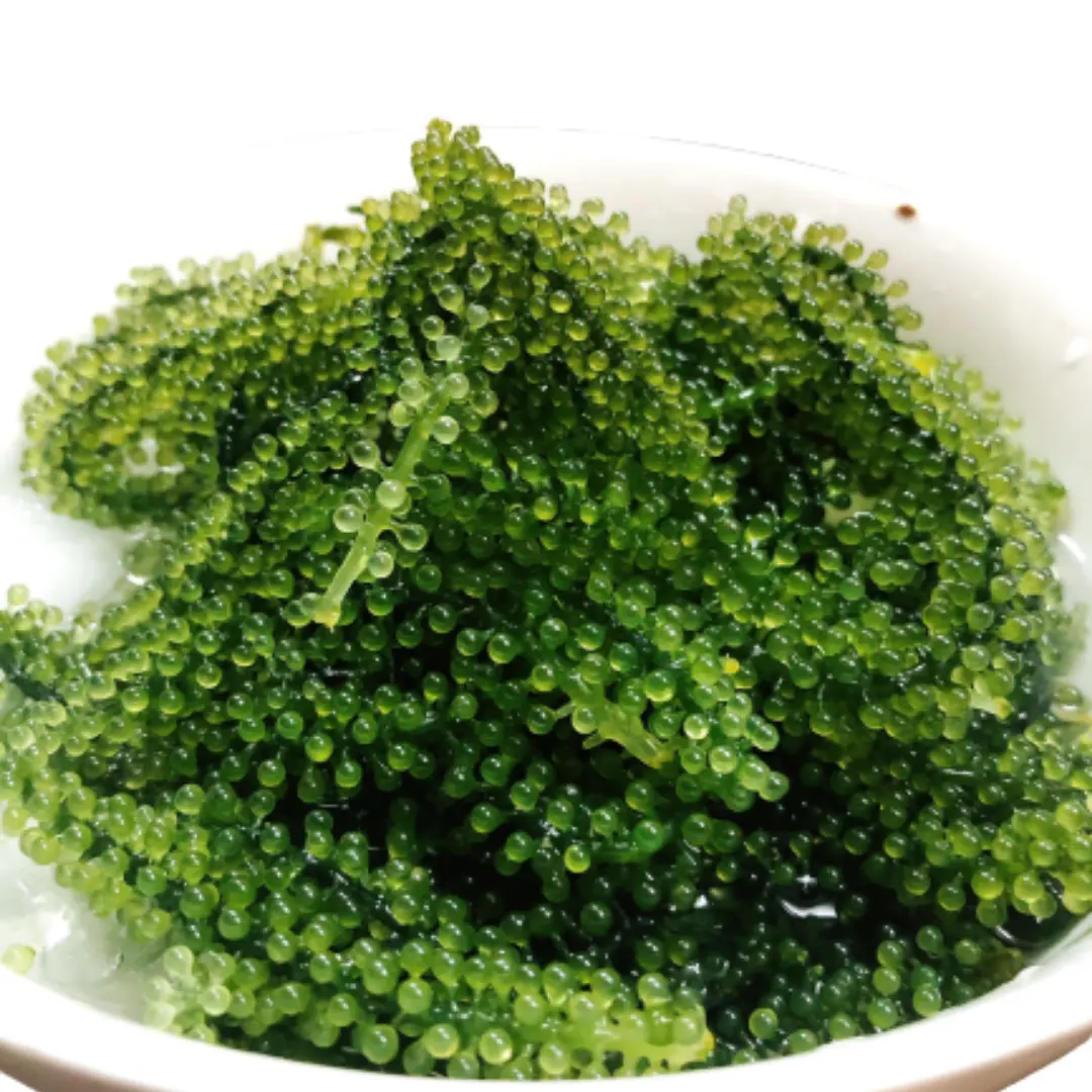 Raisins de mer déshydratés/Caulerpa lentillifera vietnamienne // Mme Caryln (WhatsApp: + 84 935 825 297)