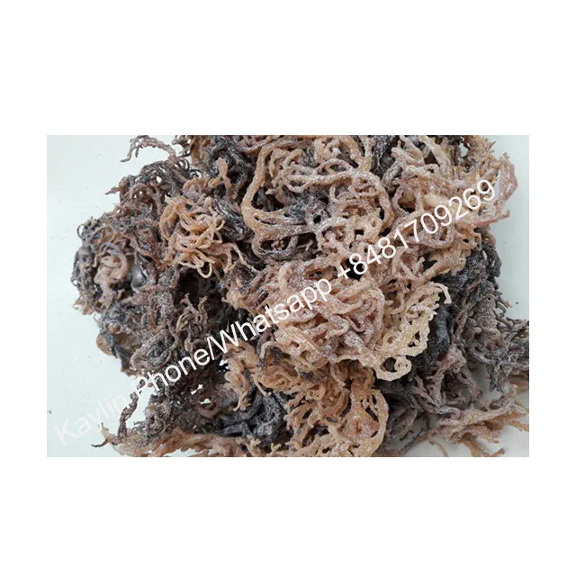 שחור טחב הים eucheuma cottonii אצות/אירי טחב הים עם הסמכת מהספק וייטנאם 0084817092069 WS