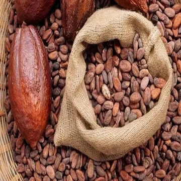 Органические жареные какао бобы/какао бобы для продажи
