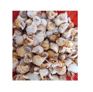 Kurutulmuş doğal tarak kabukları çok iyi fiyat ile toplu-Vietnam fabrika el sanatları hatıra hediye ev için Murex kabuk - Product Image 3