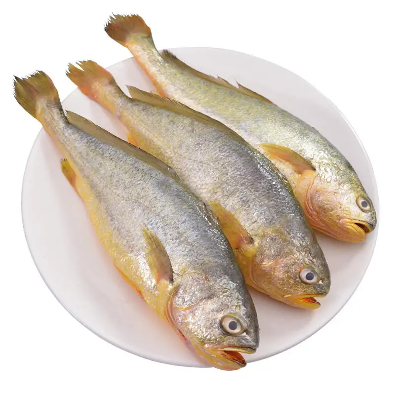 Doreen — disques d'aliments dorés et jaunes, produits de poissons glacée .. Poisson chat popper/bar de mer, croco jaune, poisson des neiges, Tilapia et bar de mer