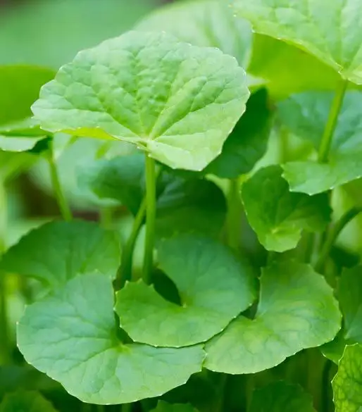 분말 Centella asiatica 분말/Gotu 콜라 허브 추출물 분말 베트남 // Jolene + 84 336089155