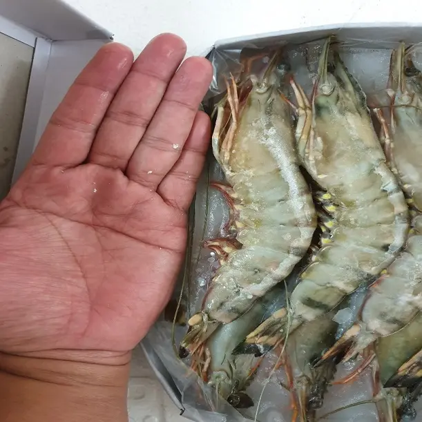 Selling Fresh Frozen Whole Vannamei Shrimp White / Black Tiger Shrimp