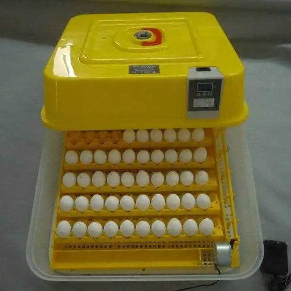 Fresh Brown And White Shell Chicken Eggs for Sale