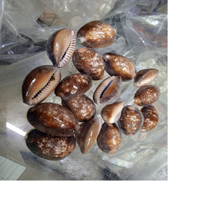 Doğal kaplan cowry kabukları karışık için uygun çeşitli boyutlarda takı tasarımcıları ve deniz kabuğu mağazaları - Product Image 4