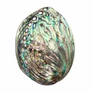Bel guscio di lumaca sfuso origine in Vietnam/guscio di abalone lucido 99GD - Product Image 6
