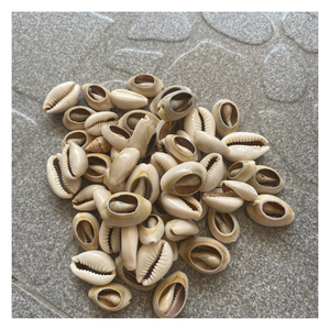 Vietnamca doğal sarı Cowry kabuk birçok boyutları-doğal Cowry Shell ile ihracat için iyi bir fiyat - Product Image 5